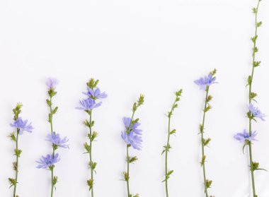 Cichorium intybus - beyaz arkaplanda izole edilmiş yaygın hindiba çiçekleri