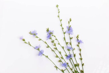 Cichorium intybus - beyaz arkaplanda izole edilmiş yaygın hindiba çiçekleri