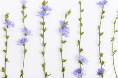 Cichorium intybus - beyaz arkaplanda izole edilmiş yaygın hindiba çiçekleri