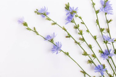 Cichorium intybus - beyaz arkaplanda izole edilmiş yaygın hindiba çiçekleri