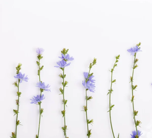 Cichorium intybus - gewone cichorei bloemen geïsoleerd op de witte achtergrond — Stockfoto