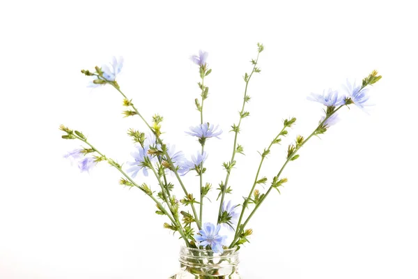 Cichorium intybus - vanliga cikoria blommor isolerade på den vita bakgrunden — Stockfoto