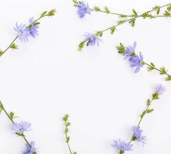 Cichorium intybus - flores de achicoria comunes aisladas sobre el fondo blanco — Foto de Stock
