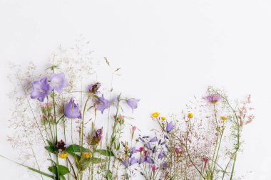 Çiçek desenli kır çiçekleri, yeşil yapraklar, beyaz arka planda dallar. Düz yatış, üst görünüm.