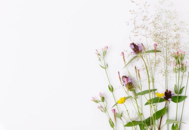 Çiçek desenli kır çiçekleri, yeşil yapraklar, beyaz arka planda dallar. Düz yatış, üst görünüm.