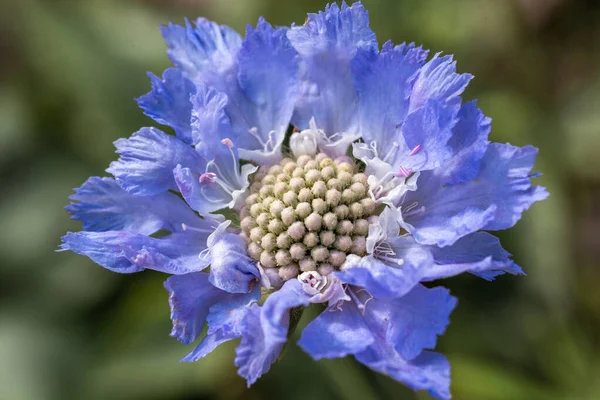 Center of blue beautiful scabiosis flower showing fibonacci pattern. — Stock Photo, Image