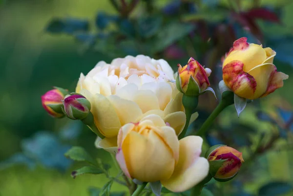 Blooming yellow English roses in the garden on a sunny day. — Stock Photo, Image