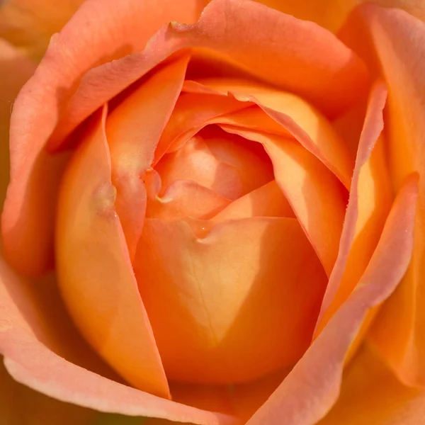 Nahaufnahme orangefarbener Rosenblätter. Englische Korallenrose — Stockfoto