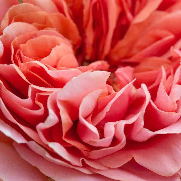 Primer plano de pétalos de rosa naranja. Rosa de coral inglés — Foto de Stock