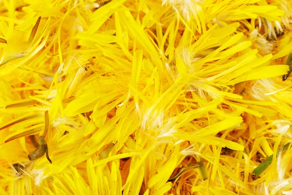 Background from yellow tender petals of dandelion flowers, the concept of summer, sunny weather, rest — Stock Photo, Image