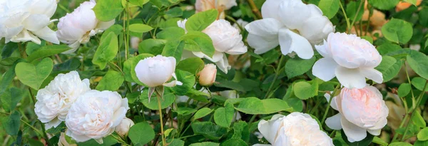 Blooming rose in the garden on a sunny day. Rose Gentle Hermione. — Stock Photo, Image