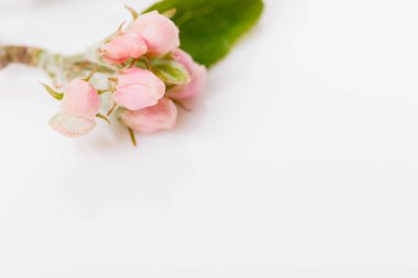 Beyaz arkaplanda elma tomurcukları.