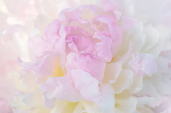 Bandera romántica, delicadas flores de peonías blancas de cerca. Pétalos rosados fragantes — Foto de Stock