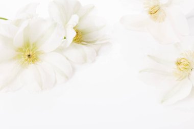 Beyaz arka planda beyaz klematis yakın plan
