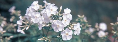 Bahçede beyaz fenomen var. Beyaz çiçekli güzel çayır tarlası. Bahar ya da yaz çiçekleri kapanıyor. Sağlık hizmeti konsepti. Kırsal alan.