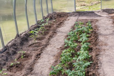 Bir ev serasında domates tohumu filizleri