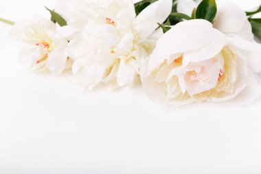 Romantik pankart, narin beyaz şakayık çiçekleri. Güzel kokulu pembe yapraklar.