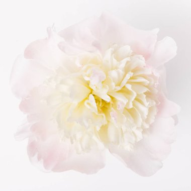 Beyaz arka planda hafif bir şakayık, üst manzara, güzellik konsepti, düğünler