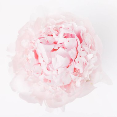 Beyaz arka planda hafif bir şakayık, üst manzara, güzellik konsepti, düğünler