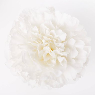 Beyaz arka planda hafif bir şakayık, üst manzara, güzellik konsepti, düğünler