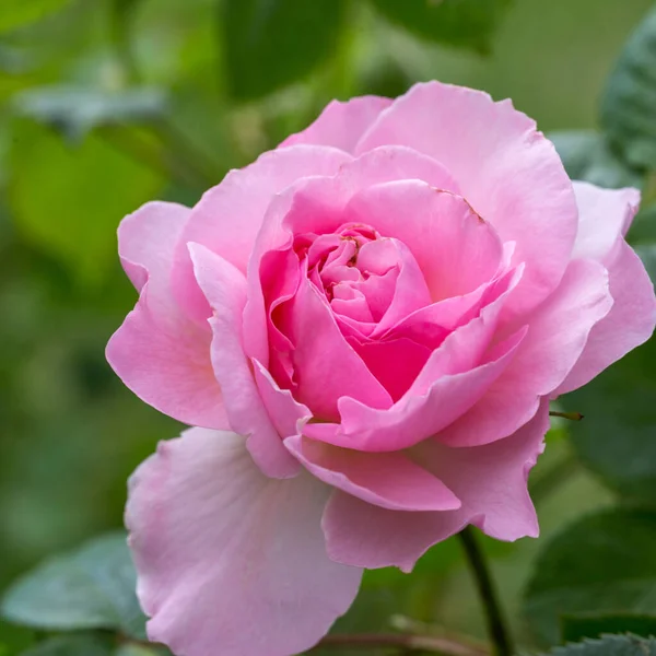 Blooming rose in the garden on a sunny day. Rose The Ancient Mariner — Stock Photo, Image