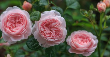 Güneşli bir günde bahçede açan pembe gül.