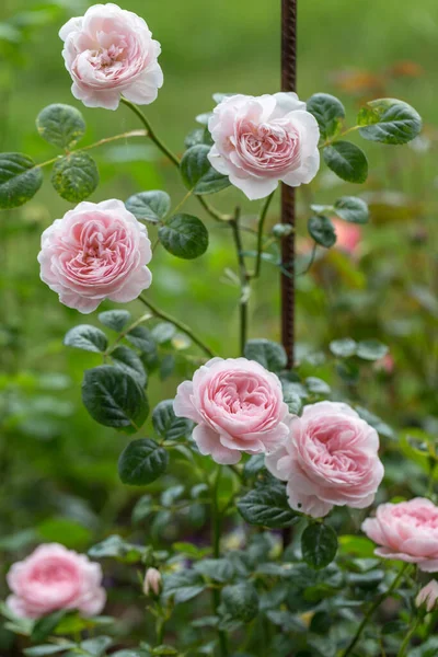 Rosa in fiore in giardino in una giornata di sole. — Foto Stock