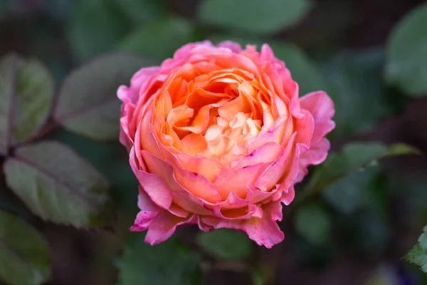 Blühende Mandarinen-Orangen-Englische Rose im Garten an einem sonnigen Tag. Rose Lady Emma Hamilton — Stockfoto