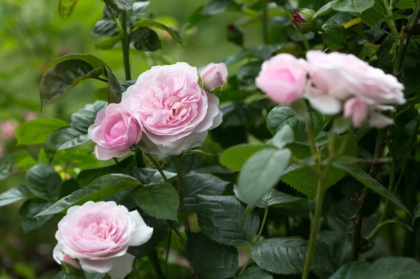 Fioritura rosa in giardino in una giornata di sole. Rose Olivia — Foto Stock