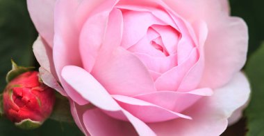 Güneşli bir günde bahçede çiçek açan bir gül. Gül Olivia