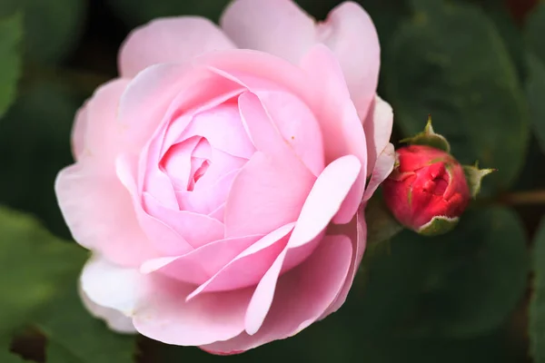 Floreciente rosa en el jardín en un día soleado. Rose Olivia — Foto de Stock