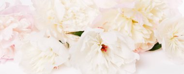 Romantik pankart, narin beyaz şakayık çiçekleri. Güzel kokulu pembe yapraklar.