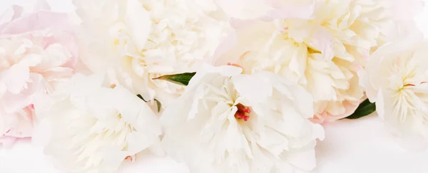 Romantic banner, delicate white peonies flowers close-up. Fragrant pink petals