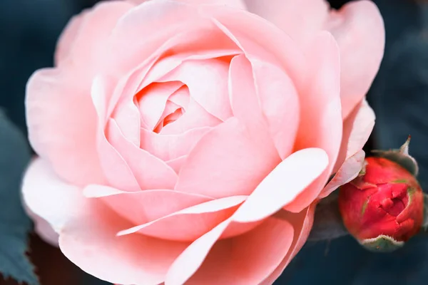 花园中美丽的珊瑚玫瑰，近在咫尺。着色效果 — 图库照片