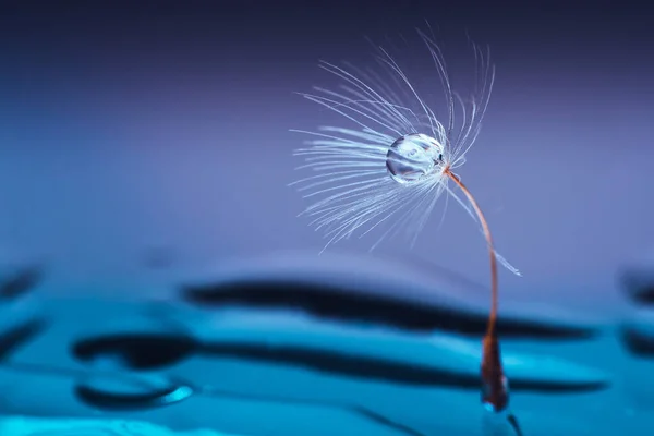 Makrofoto, Löwenzahnsamen in Tautropfen auf mystisch blauem Hintergrund — Stockfoto