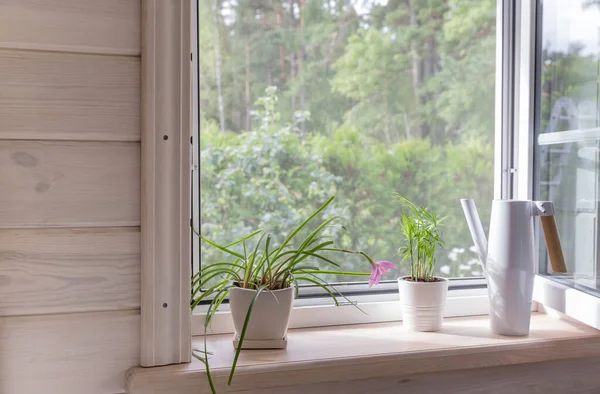 숲 이우 거진 나무로 된 집에서 정원을 내려다보고 있는 하얀 창문에는 모기장이 붙어 있다. 창턱에 있는 집 식물과 물병. — 스톡 사진