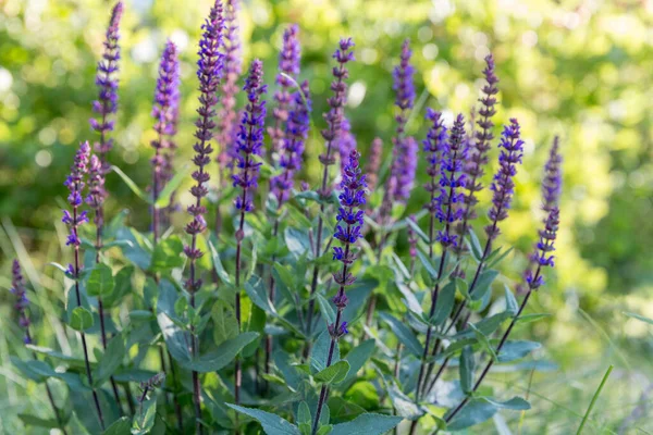 Pozadí nebo textura Salvia nemorosa Caradonna Balkán Clary v Country Cottage Garden v romantickém rustikálním stylu. — Stock fotografie