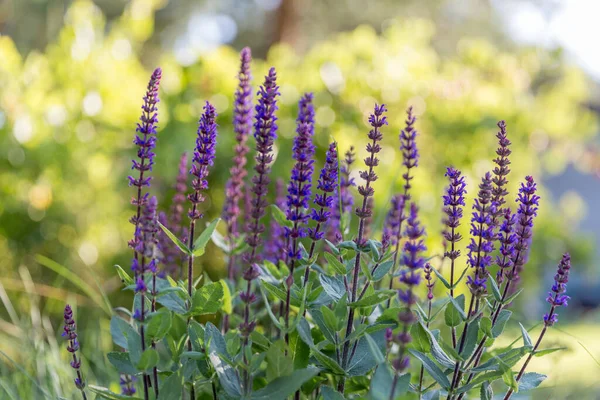 Salvia Nemorosa Caradonna Balkan Clary 'nin Köy Bahçesi' nde romantik bir kır tarzında geçmişi veya dokusu. — Stok fotoğraf