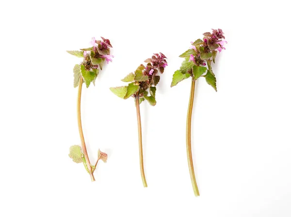 Lamium purpureum, červená mrtvá kopřiva, fialová mrtvá kopřiva nebo purpurový archanděl na bílém pozadí, léčivá rostlina — Stock fotografie
