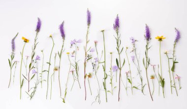 Çiçek desenli kır çiçekleri, yeşil yapraklar, beyaz arka planda dallar. Düz yatış, üst görünüm.