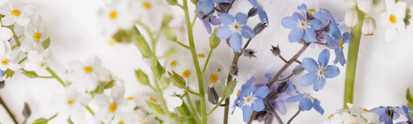 Des oubliettes bleues et blanches. Petites fleurs printanières d'été sur fond blanc. — Photo