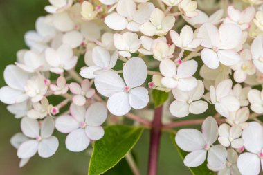 Hydrangea panikleyerek Vanille Fraise, Panikle Hydrangea Rehny