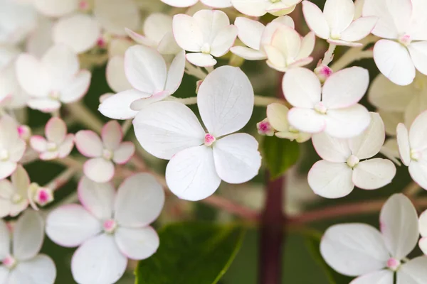 Hydrangea paniculata Vanille Fraise, Panícula Hortênsia Rehny close up — Fotografia de Stock