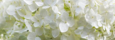 Beyaz ortanca çiçekleri panoramik sınır, pankart, düğün romantik arka plan. Düz yatıyordu.