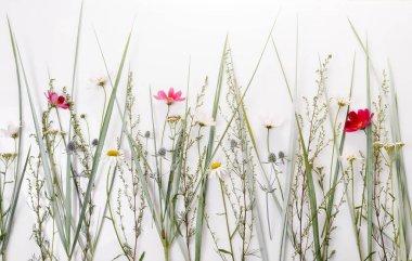 Çiçek desenli kır çiçekleri, yeşil yapraklar, beyaz arka planda dallar. Düz yatış, üst görünüm.