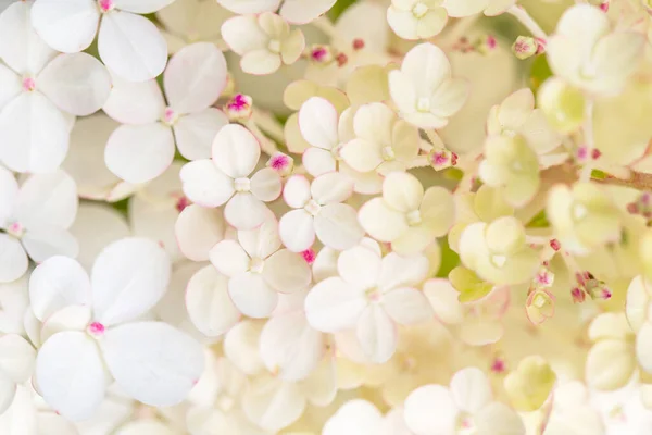 Hortênsia branca flores borda panorâmica, banner, casamento fundo romântico. Depósito plano. — Fotografia de Stock