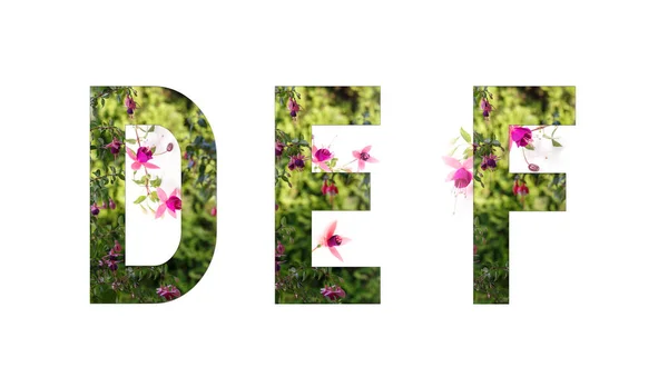 꽃 알파벳, 푸크시아, 알파벳 D E F 꽃, 봄, 여름의 개념 — 스톡 사진