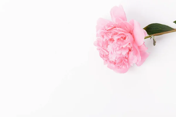 Bannière romantique, délicates pivoines roses fleurs gros plan. Pétales roses parfumés — Photo