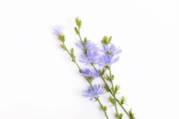 Cichorium intybus - gewone cichorei bloemen geïsoleerd op de witte achtergrond — Stockfoto