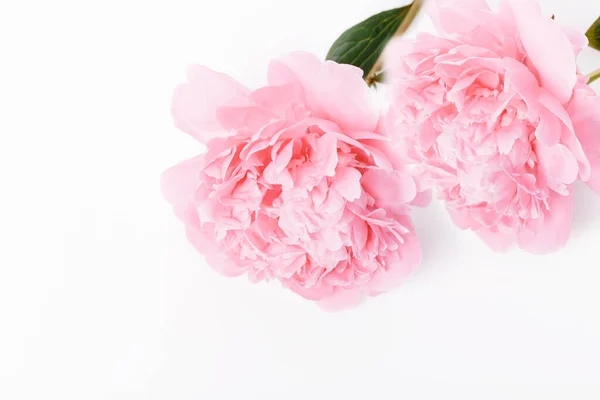 Romantic banner, delicate pink peonies flowers close-up. Fragrant pink petals Royalty Free Stock Photos